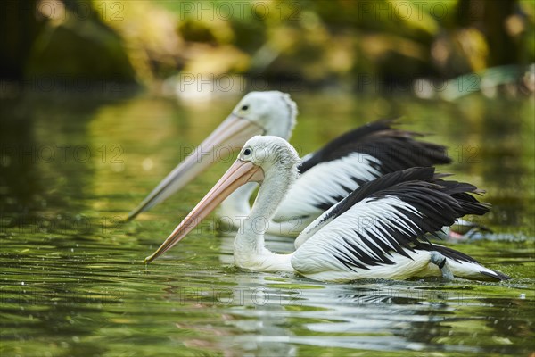 Australian pelicans