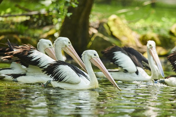 Australian pelicans