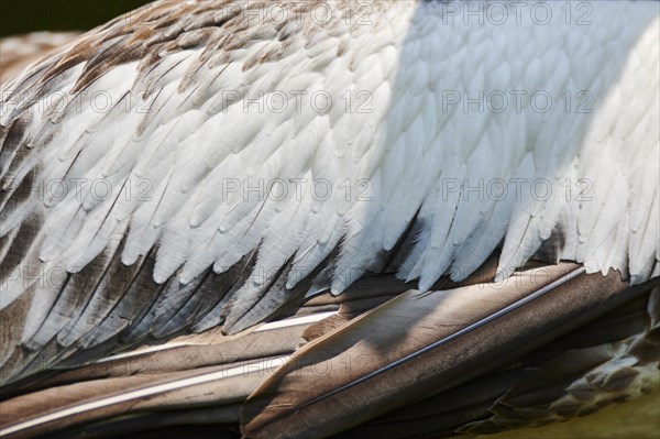 Australian pelicans