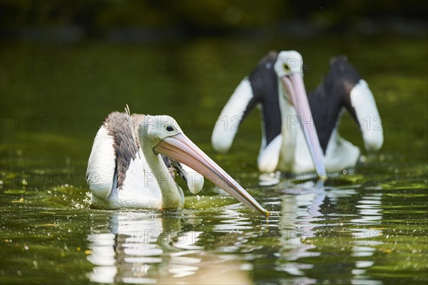 Australian pelicans