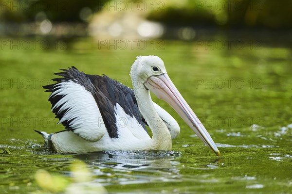 Australian pelican