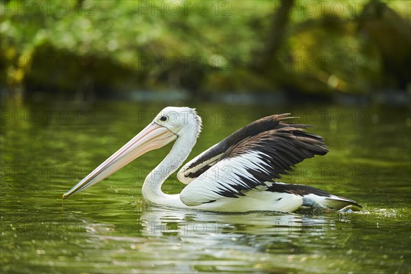 Australian pelicans