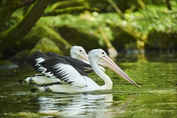 Australian pelicans