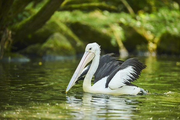 Australian pelican