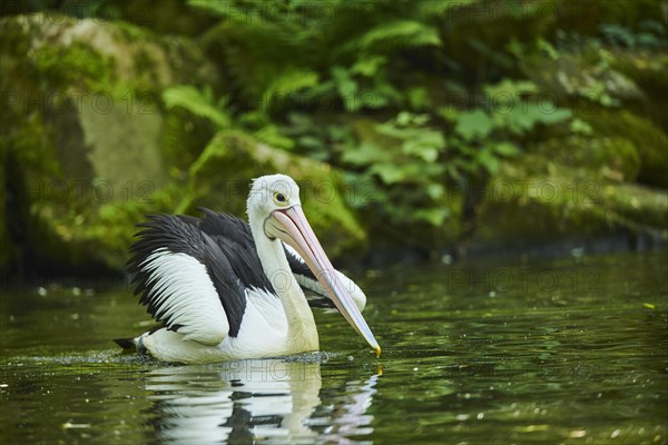 Australian pelican