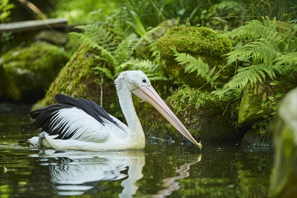 Australian pelican