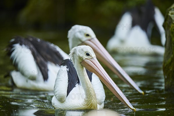 Australian pelicans