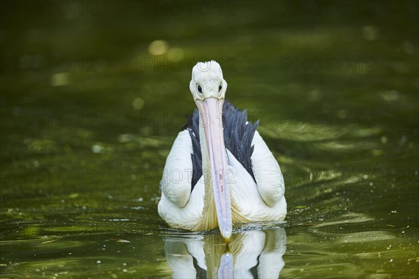 Australian pelican