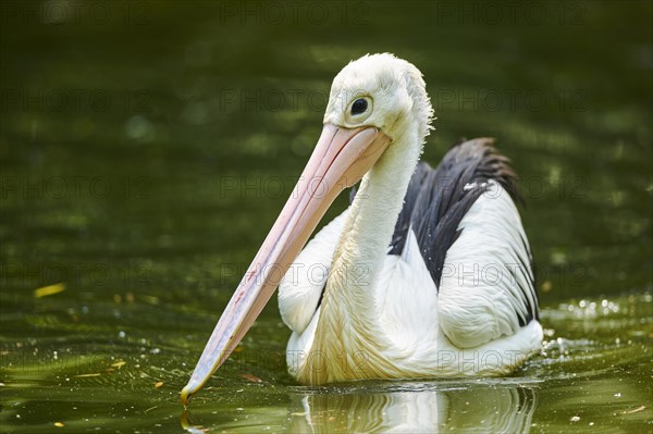 Australian pelican