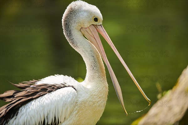 Australian pelicans