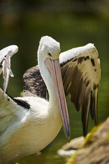 Australian pelicans