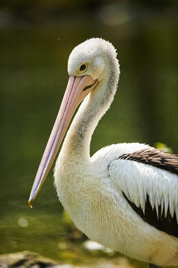 Australian pelicans