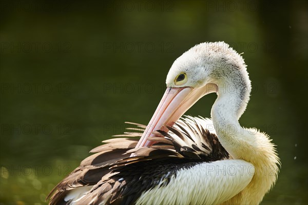 Australian pelicans