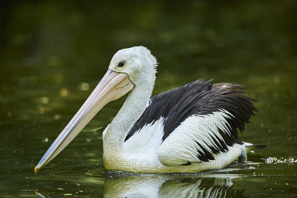 Australian pelican