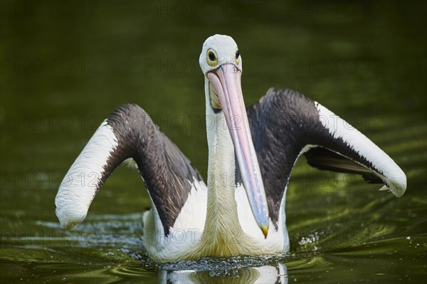 Australian pelican