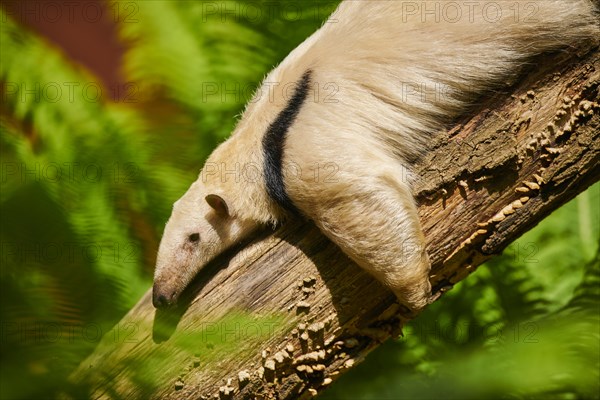 Southern tamandua