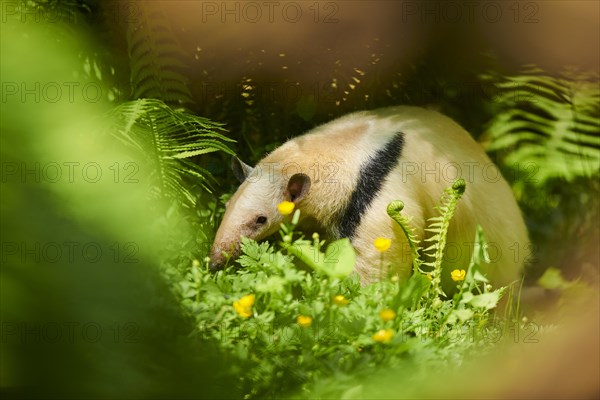 Southern tamandua