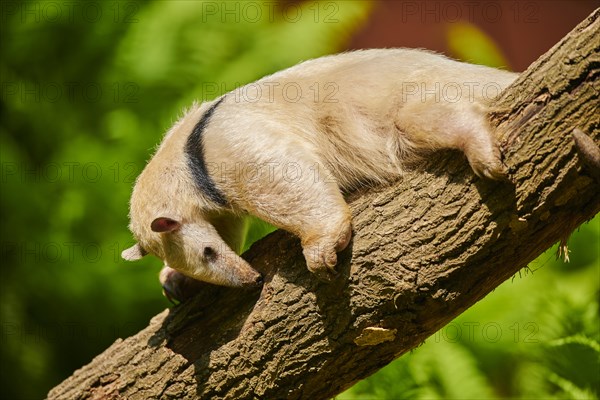 Southern tamandua