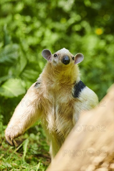 Southern tamandua