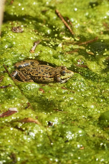 Common water frog