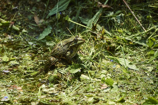 Common water frog