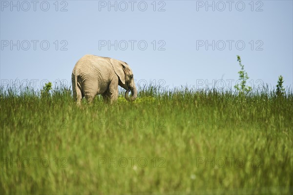 African bush elephant