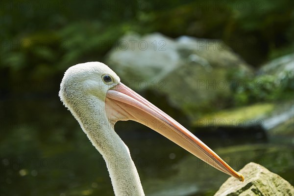 Australian pelicans