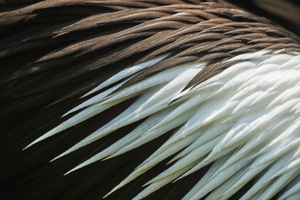 Australian pelicans