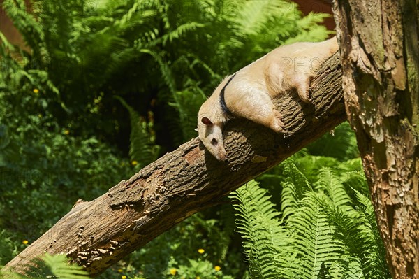 Southern tamandua