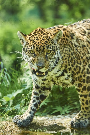 Jaguar