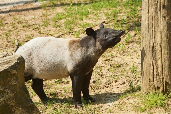 Malayan tapir