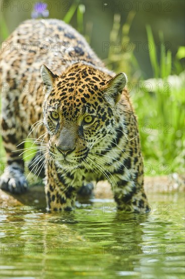 Jaguar