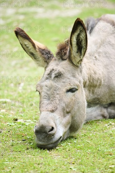 Donkey