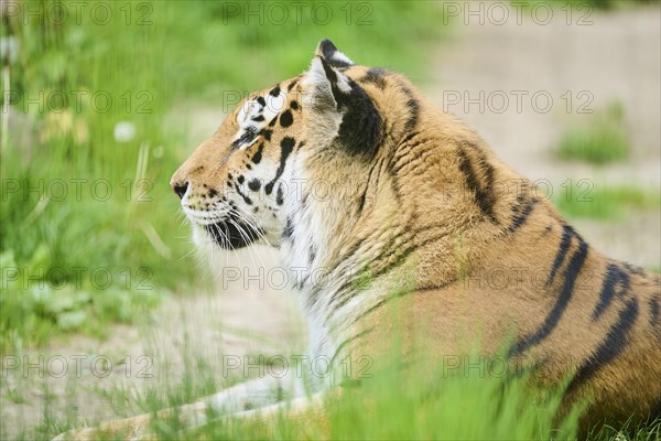 Siberian tiger