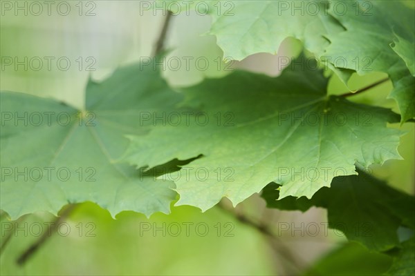 Leaf of a Norway maple