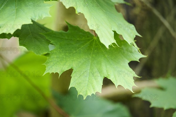 Leaf of a Norway maple