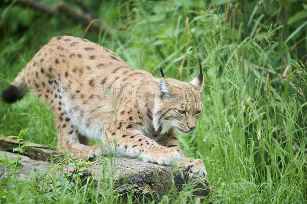 Eurasian lynx