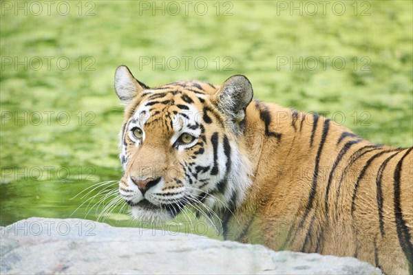 Siberian tiger