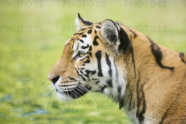 Siberian tiger