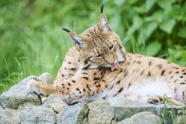 Eurasian lynx