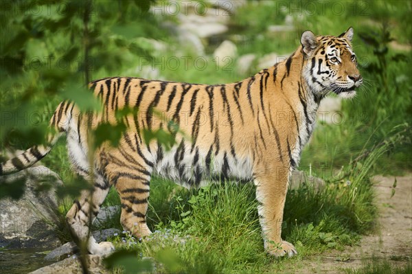Siberian tiger