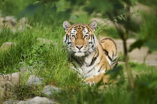 Siberian tiger