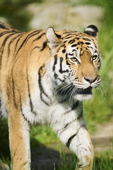 Siberian tiger