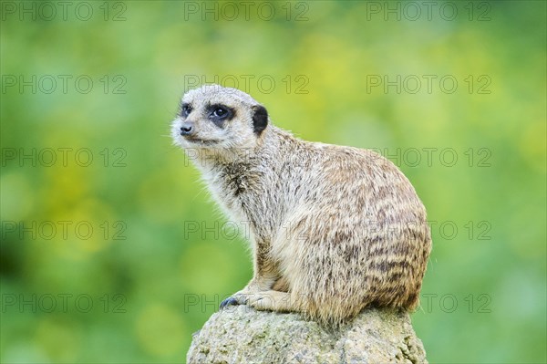 Meerkat