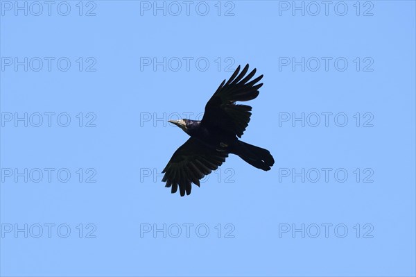 Carrion crow