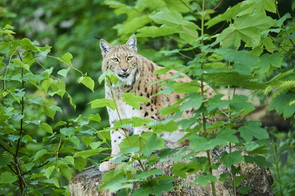 Eurasian lynx