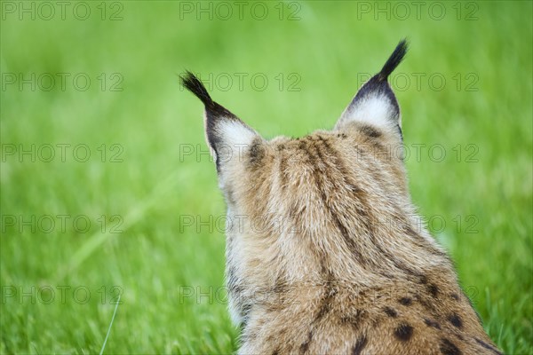 Eurasian lynx