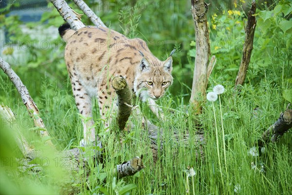 Eurasian lynx