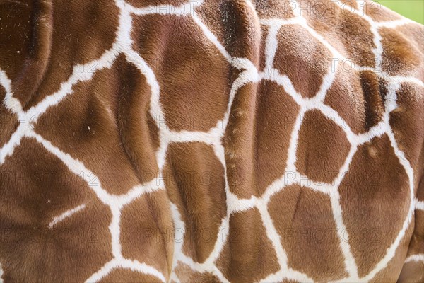 Reticulated giraffe