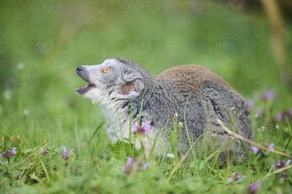 Crowned lemur